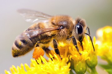 АпиТерапия (Пчелоужаление до 10 пчел)