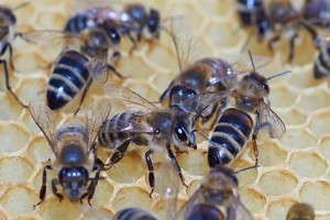 АпиТерапия (Пчелоужаление до 10 пчел)